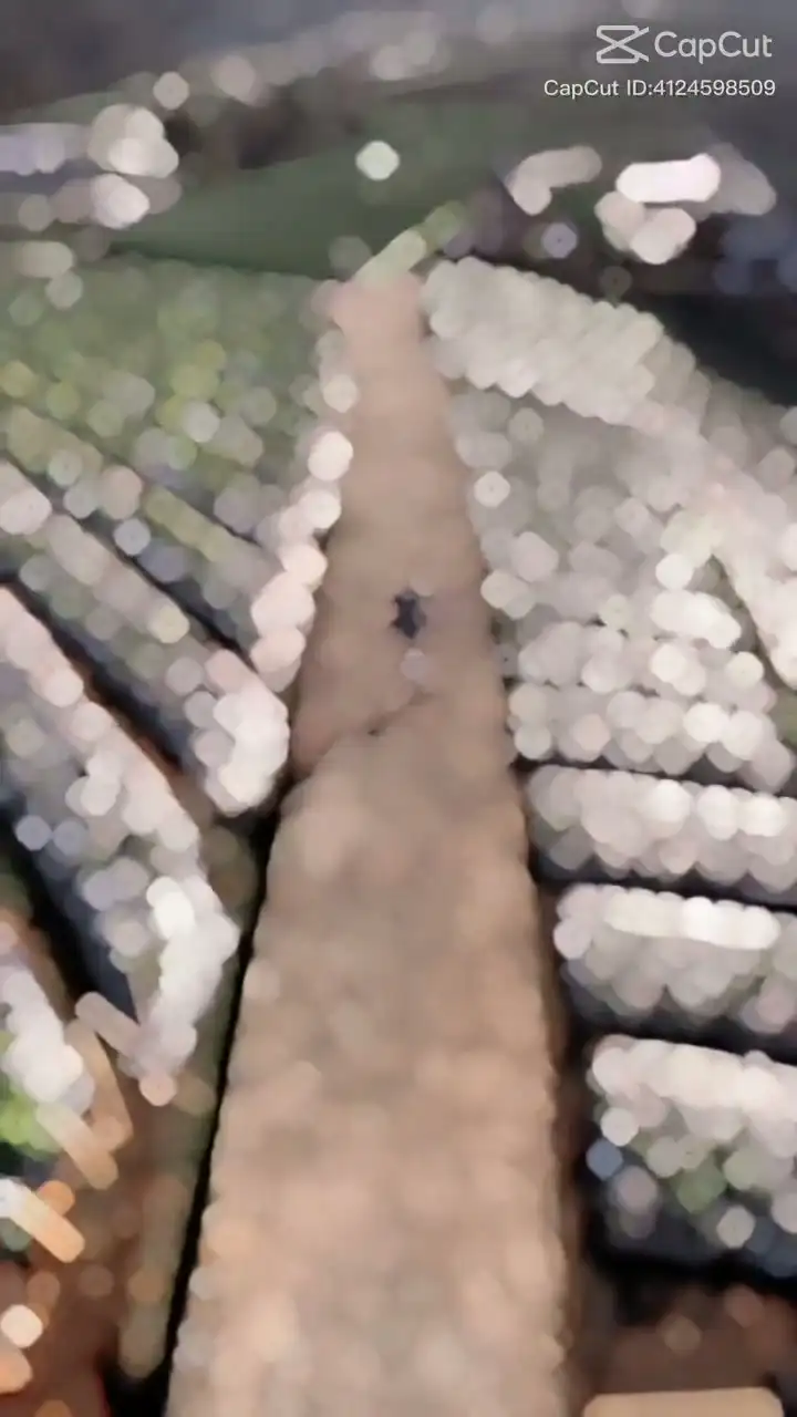 Healing Thailand Template For CapCut Video Edits